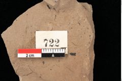 Foto (Detailansicht) von Betula dryadum Brongniart (NHMW-GEO-2024-0188-0722)